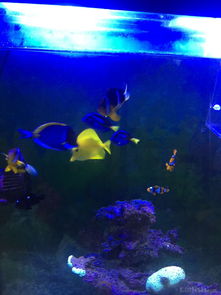 昌平北七家海水魚(yú)友出養(yǎng)定老魚(yú)，限同城打包自提，共探海水養(yǎng)殖技術(shù)交流