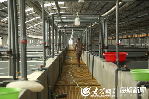 互聯網+漁業 科技賦能，渤海水產養殖與飼料業煥發新生機